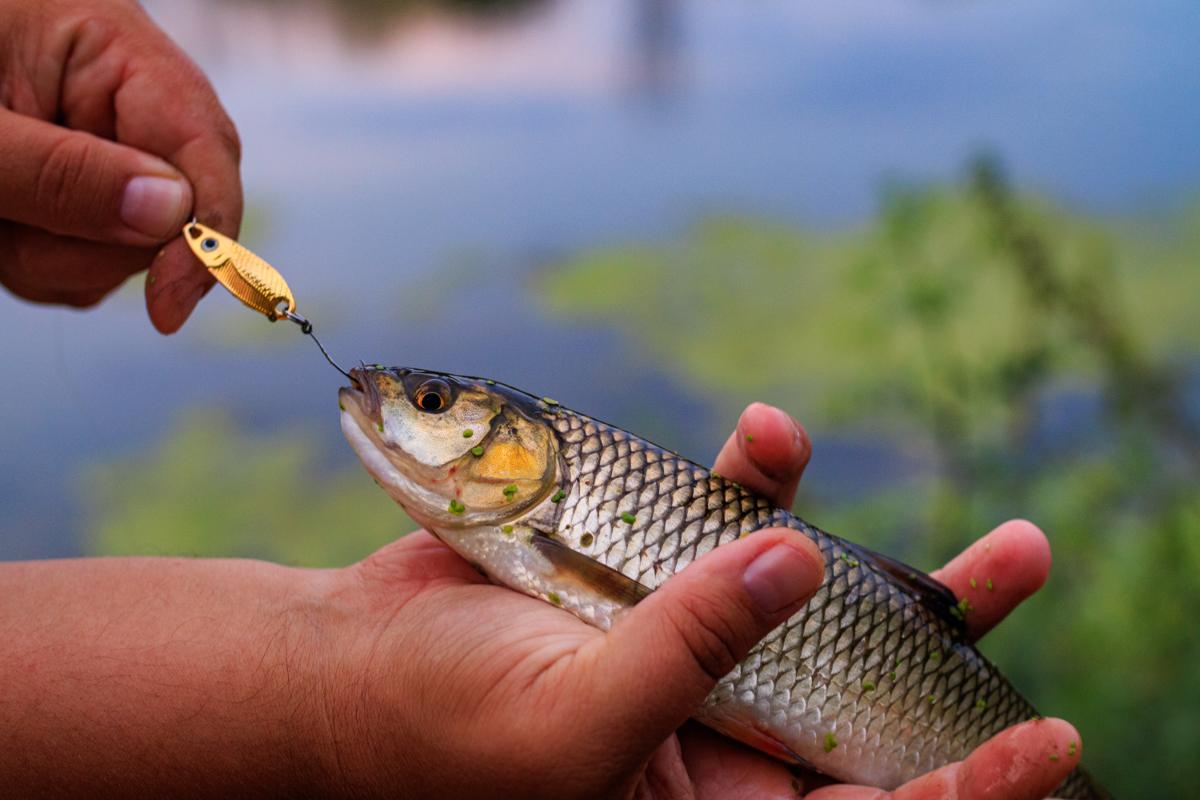 Nano u akciji — čist ulov