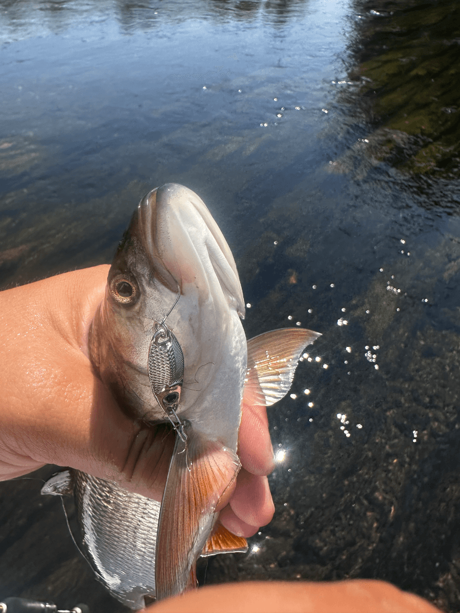 Bucov  na bullet 2.5 silver