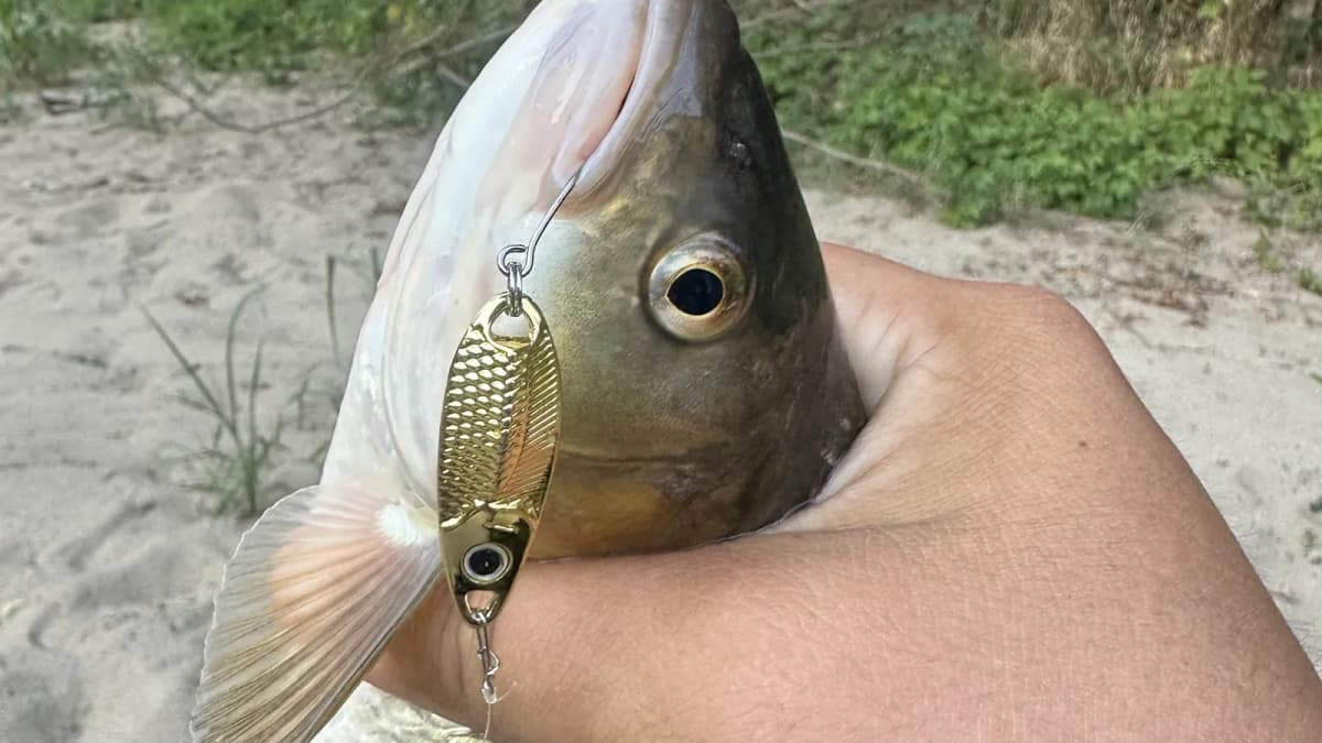 Kako čitati reku — gde stoji riba i gde da bacaš