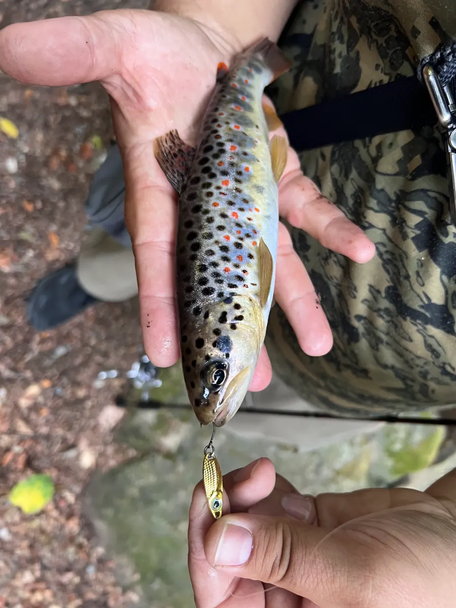 Pastrmka na gold bullet 1.5g